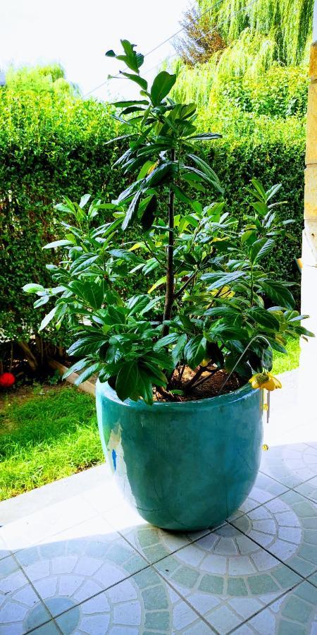 הרצגהאלום Arvalanyhaj Home Apartman מראה חיצוני תמונה